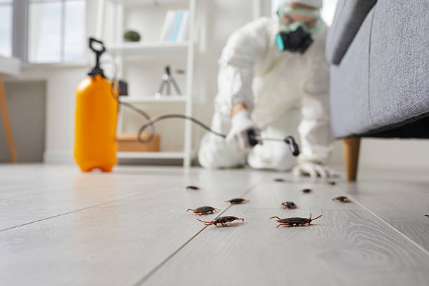 Affordable Termite Control solutions in Vineyards, FL
